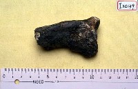 藏品(距骨)的圖片